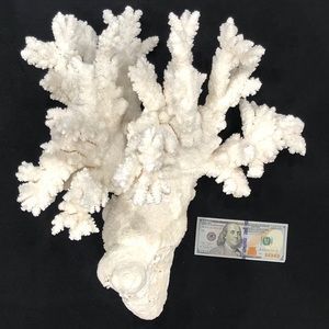 HUGE Branch Coral